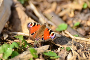 DSC_2175_kl.jpg DSC_2175_kl.jpg