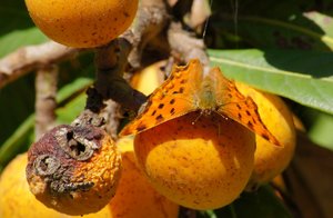 comp_Falter.jpg comp_Falter.jpg