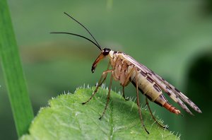 IMG_6472_Skorpionsfliege.JPG