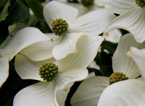 Strauch.jpg Strauch.jpg