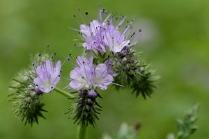 Phacelia (2).jpg