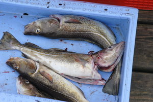 Rügen 07-- C  346_Bildgröße ändern.jpg