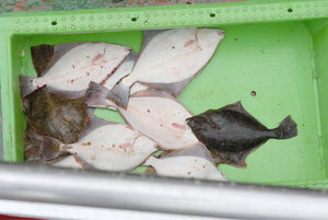 Rügen 07-- C  347_Bildgröße ändern.jpg