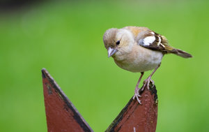 4407-Tamron.jpg 4407-Tamron.jpg