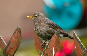4438-Amsel-Tammy-7D.jpg 4438-Amsel-Tammy-7D.jpg