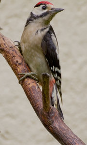 4490-Specht-Tammy-7D.jpg 4490-Specht-Tammy-7D.jpg