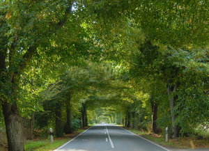 Rügen 07-- C  376.JPG xcv_Bildgröße ändern.jpg