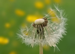 pusteblume_wiese.jpg pusteblume_wiese.jpg