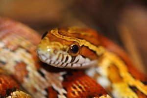 IMG_5522.JPG IMG_5522.JPG