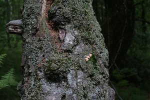 Was ist das DSC09283 Nex 5N + Pentacon 3,5 30mm (c) PPf.jpg Was ist das DSC09283 Nex 5N + Pentacon 3,5 30mm (c) PPf.jpg