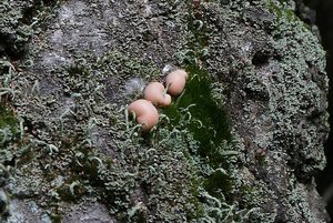 Was ist das DSC09283 Nex 5N + Pentacon 3,5 30mm crop (c) PPf.jpg Was ist das DSC09283 Nex 5N + Pentacon 3,5 30mm crop (c) PPf.jpg