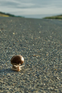 1307 Schnecke auf Weg 02 -  besser_bearbeitet-1.jpg