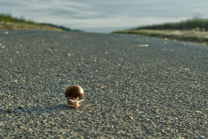 1307 Schnecke auf Weg 01 - besser_bearbeitet-2.jpg