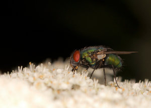 Fliege_IMG_5528_xx.jpg