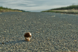 Schnecke auf Weg - für Forum.jpg