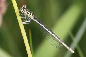 weiss1.jpg weiss1.jpg