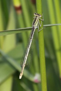 weiss2.jpg weiss2.jpg