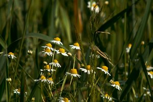 summer DSC09318 Nex 5N + Vivitar 5,6 400mm ver 2 (c) PPf.jpg