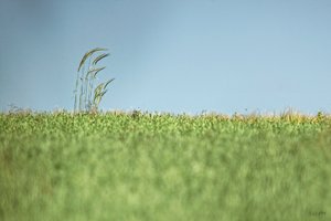 summer DSC09321 Nex 5N + Vivitar 5,6 400mm first try (c) PPf.jpg