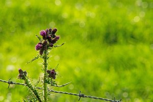 summer DSC09324 Nex 5N + Vivitar 5,6 400mm Verstärkung (c) PPf.jpg