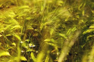 summer DSC09331 Nex 5N + CZJ Alu-Sonnar 4,0 135mm ver 1 (c) PPf.jpg