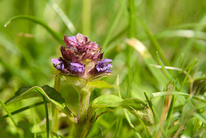 lila_unkraut.jpg lila_unkraut.jpg