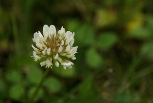 Klee_unkraut.jpg Klee_unkraut.jpg