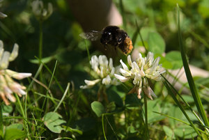 hummel_flieg.jpg hummel_flieg.jpg