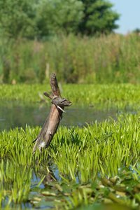 Baumstumpf im Wasser_0001.jpg