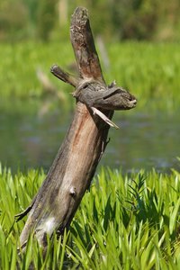 Baumstumpf im Wasser_0003.jpg