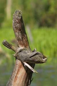 Baumstumpf im Wasser_0004.jpg