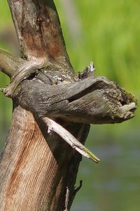 Baumstumpf im Wasser_0005.jpg