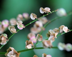 Unbekannt.jpg Unbekannt.jpg