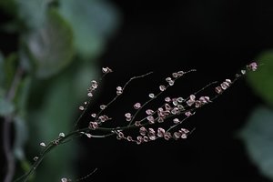 Unbekannt2_filtered.jpg Unbekannt2_filtered.jpg