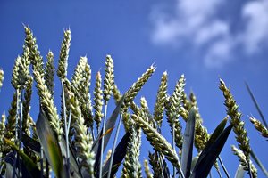 comp_SDIM0748.jpg comp_SDIM0748.jpg