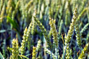 comp_SDIM0771.jpg comp_SDIM0771.jpg