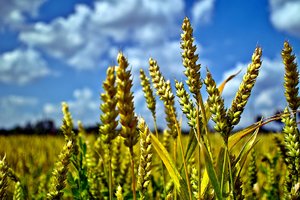 comp_SDIM0842.jpg comp_SDIM0842.jpg