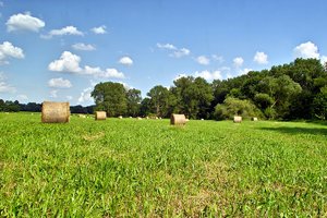 comp_SDIM0897.jpg comp_SDIM0897.jpg