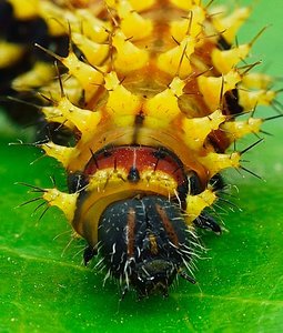 DSC_4436_copy a.jpg DSC_4436_copy a.jpg