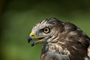 20130723_317Wespenbussard01.JPG