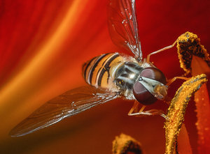 SDIM0149-Crop sRGB.jpg