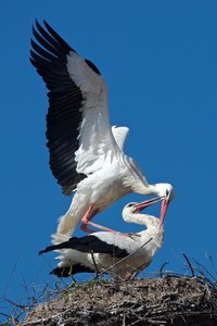 20130420_506Koog_Weißstorch07.JPG