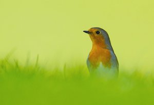 Rotkehlchen im Gras (2).JPG