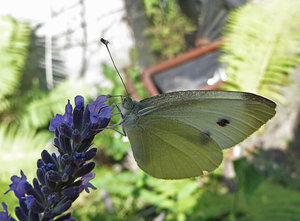 Butterfliege_1026.jpg