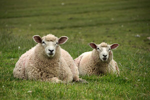 Deichbewohner.jpg Deichbewohner.jpg