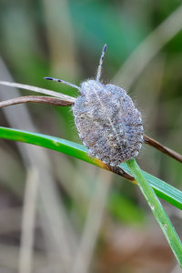 Wanze_1.jpg Wanze_1.jpg