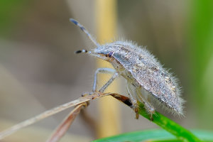 WanzeRaynox250_2.jpg WanzeRaynox250_2.jpg