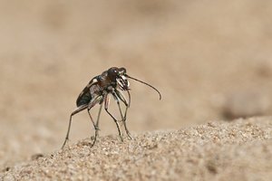 20130729_511treßsee_Dünensandlaufkäfer01.JPG