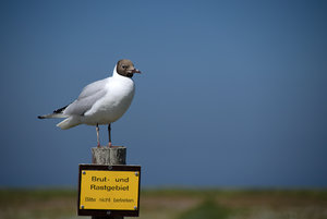 moewe_2.jpg moewe_2.jpg