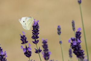 Schmetterling.jpg Schmetterling.jpg